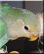 Squeek