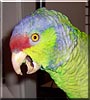 Paco
