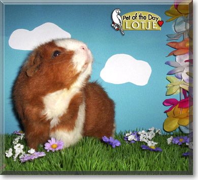 Lotje, the Pet of the Day Lotje, the Pet of the Day