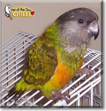 Chilli, the Pet of the Day Chilli, the Pet of the Day