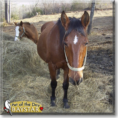 Baystar, the Pet of the Day Baystar, the Pet of the Day