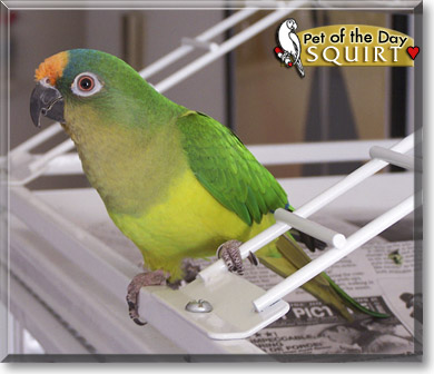 Squirt, the Pet of the Day Squirt, the Pet of the Day
