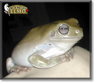 Elmo, the Pet of the Day