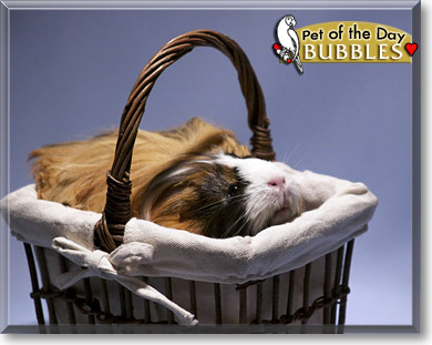Bubbles, the Pet of the Day Bubbles, the Pet of the Day