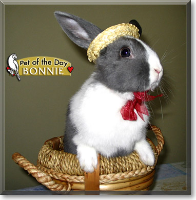 Bonnie, the Pet of the Day Bonnie, the Pet of the Day