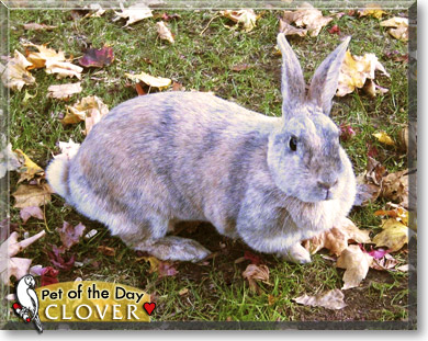 Clover, the Pet of the Day Clover, the Pet of the Day