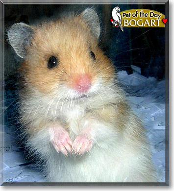 Bogart, the Pet of the Day