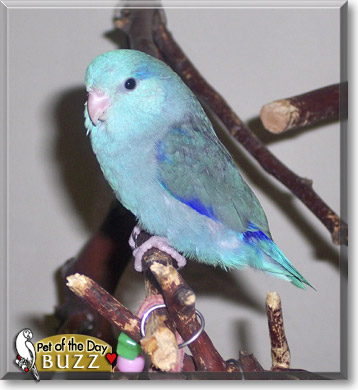 Buzz, the Pet of the Day Buzz, the Pet of the Day