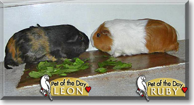 Leon and Ruby, the Pet of the Day Leon and Ruby, the Pet of the Day