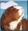 Lotje