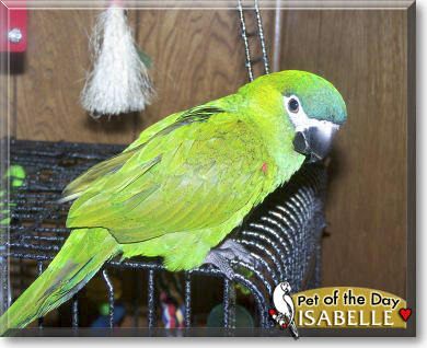 Isabelle, the Pet of the Day