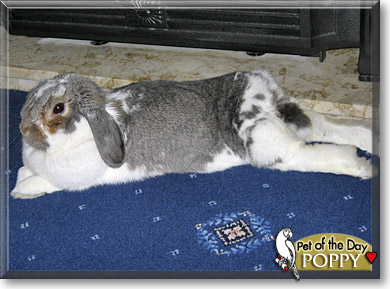 Poppy, the Pet of the Day Poppy, the Pet of the Day