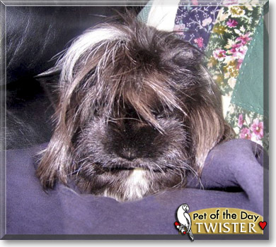 Twister, the Pet of the Day