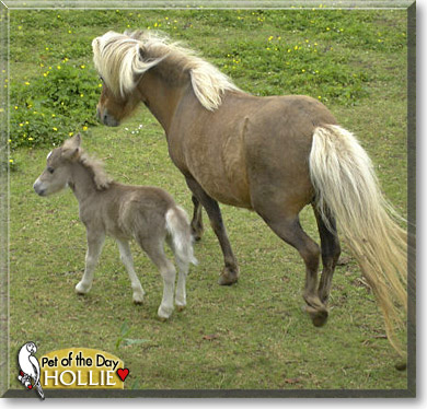 Hollie, the Pet of the Day