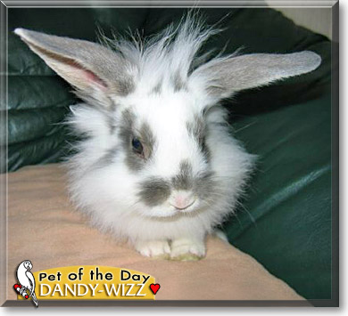 Dandy-Wizz, the Pet of the Day