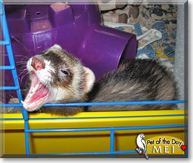 Mei, the Pet of the Day