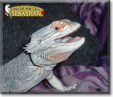 Sebastian, the Pet of the Day
