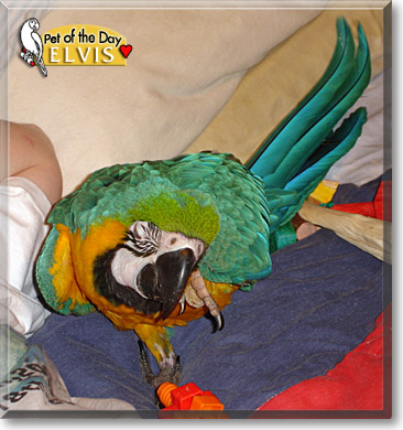 Elvis, the Pet of the Day