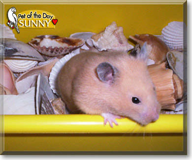 Sunny, the Pet of the Day