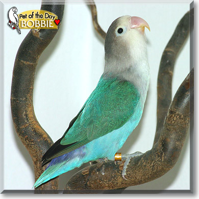 Bobbie, the Pet of the Day