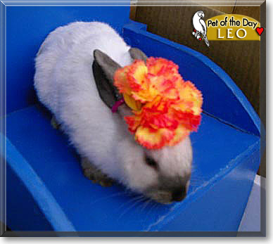 Leo, the Pet of the Day