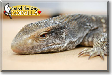 Godzilla, the Pet of the Day