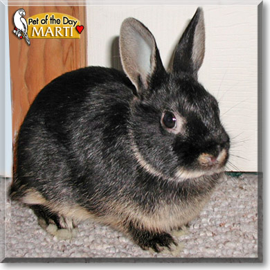 Marti, the Pet of the Day Marti, the Pet of the Day