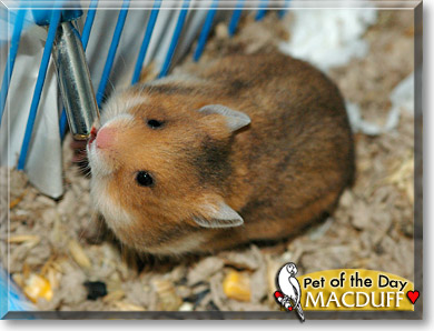 Rufus MacDuff, the Pet of the Day