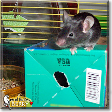 Berry, the Pet of the Day