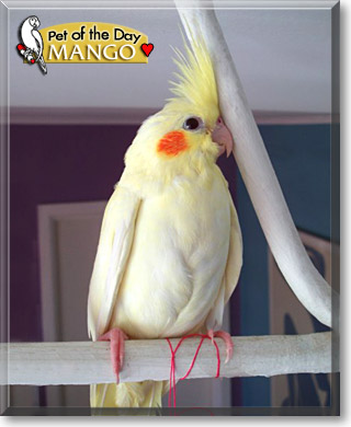 Mango, the Pet of the Day