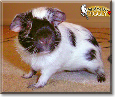 Piggly, the Pet of the Day Piggly, the Pet of the Day