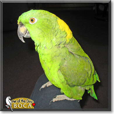 Boca, the Pet of the Day