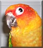 Lola