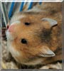 MacDuff