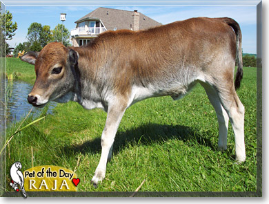 Raja, the Pet of the Day