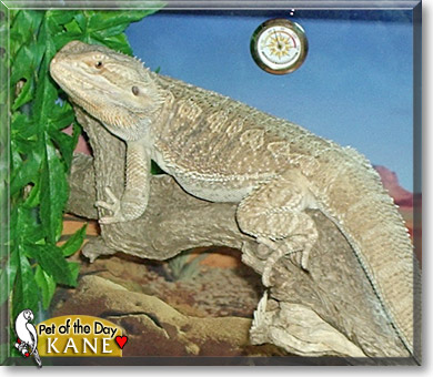 Kane, the Pet of the Day
