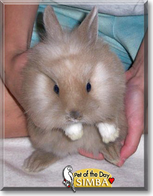 Simba, the Pet of the Day