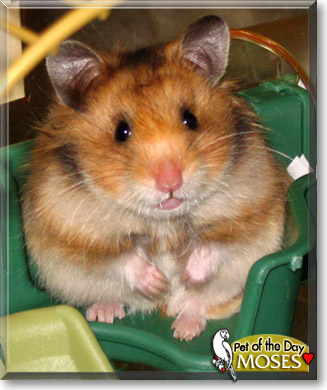 Moses, the Pet of the Day