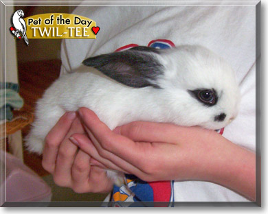 Twil-Tee, the Pet of the Day