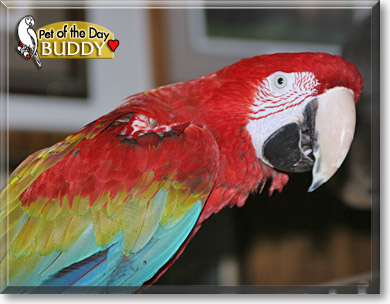Buddy, the Pet of the Day Buddy, the Pet of the Day