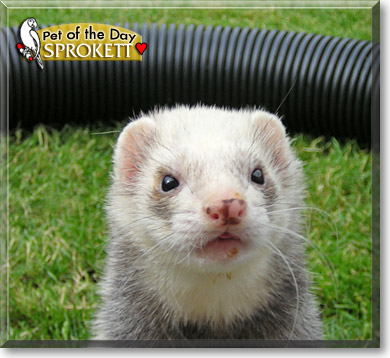 Sprokett, the Pet of the Day Sprokett, the Pet of the Day