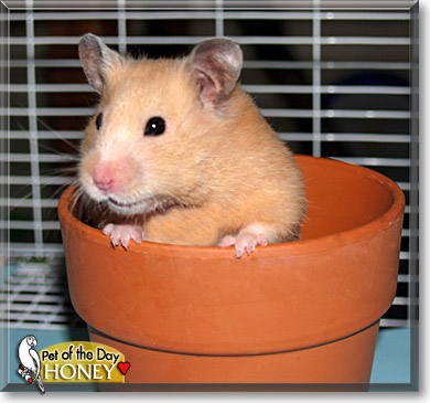 Honey, the Pet of the Day