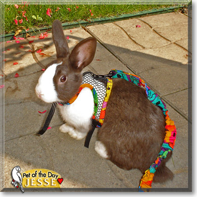 Jesse, the Pet of the Day