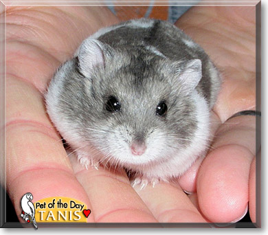 Tanis, the Pet of the Day