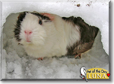 Luna, the Pet of the Day