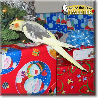 Tweeter, the Pet of the Day Tweeter, the Pet of the Day