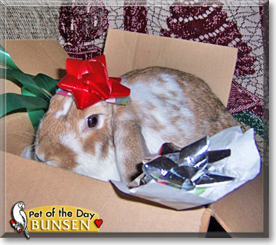 Bunsen, the Pet of the Day