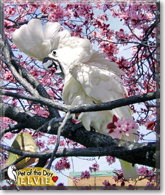 Elvie, the Pet of the Day Elvie, the Pet of the Day