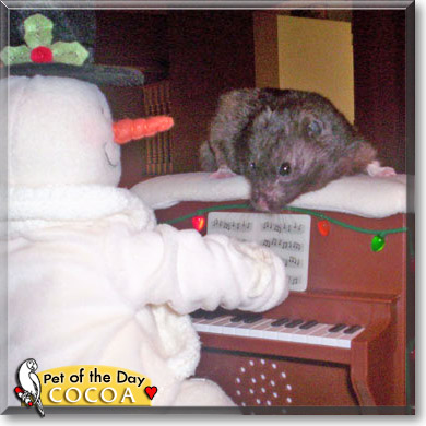 Cocoa, the Pet of the Day