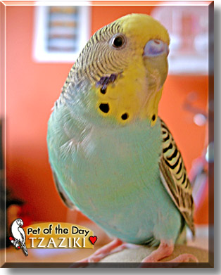 Tzaziki, the Pet of the Day